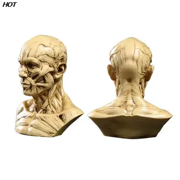 Модель головы с мышечным скелетом, Мышечная голова, Анатомия черепа, скульптура, Художественный эскиз, медицинские учебные принадлежности